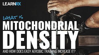 What is Mitochondrial Density and How Does Easy Aerobic Training Increase It