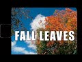 FALLING FOR FALL (TIMELAPSE)