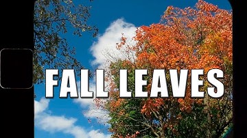 FALLING FOR FALL (TIMELAPSE)