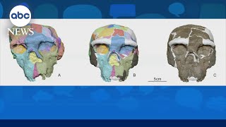 Ancient skull could rewrite human history