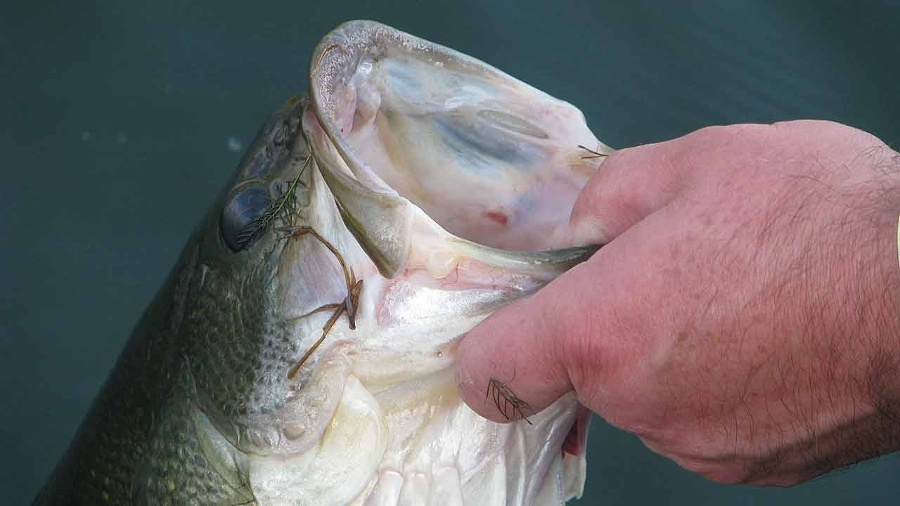 Bass Facts and Myths (Scientific Truths You Need To Know) Bass