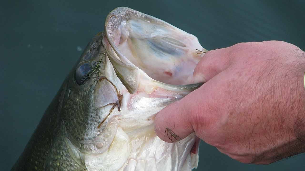 GIANT BASS Eats CRAPPIE on Wife's Tiny Fishing Rod! 