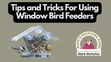 Window Feeders Make Birdwatching Awesome!