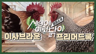 관상닭 품종소개🐔 이사브라운 & 프리머드록 / Chicken Breeds🐔 ISA Brown & Plymouth Rock