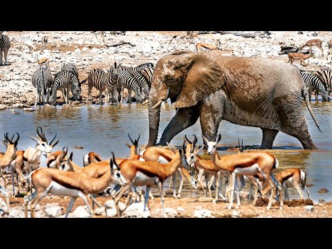 The African Wildlife That Depends On Namibia's Largest Parks | The Waterhole documentary thumbnail