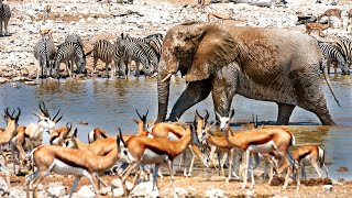 THE AFRICAN WILDLIFE THAT DEPENDS ON NAMIBIA'S LARGEST PARKS | THE WATERHOLE