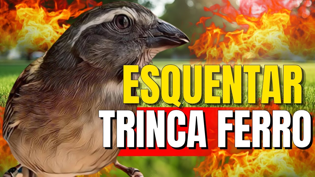 Melhor Trinca Ferro para Foguear e Esquentar Trinca Ferro Frio