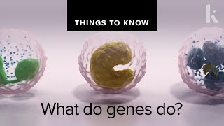 What do genes do? | Things to Know
