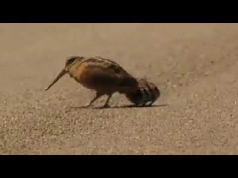 BILLIE JEAN BIRD DANCE