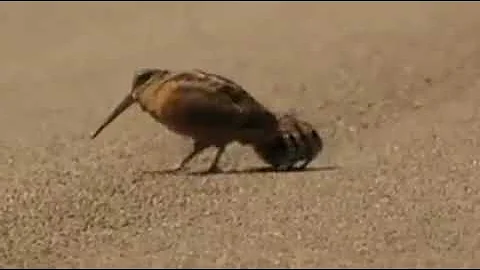BILLIE JEAN BIRD DANCE