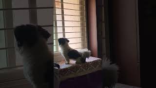 Window guard Oreo #dogsofyoutube #petsrule