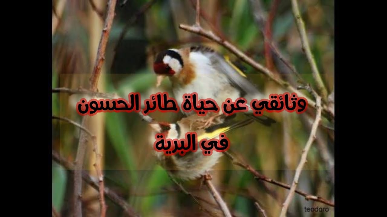 وثائقي رائع عن حياة الحسون في البرية