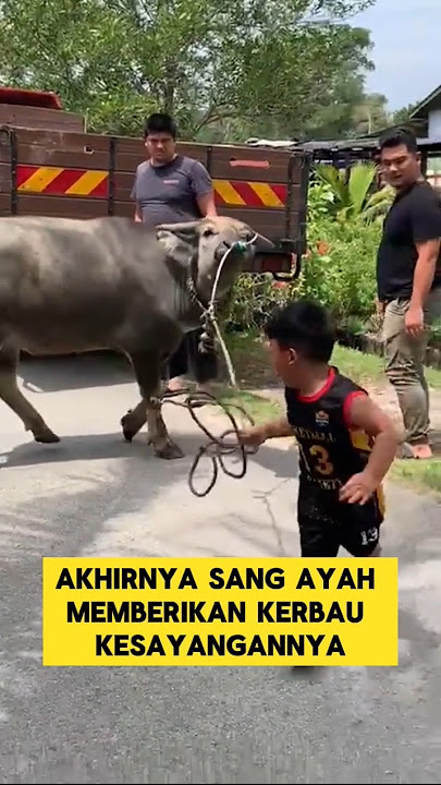 momen haru ketika bocil tidak membolehkan kerbau nya di kurban kan ‼️#kerbau #sapi #kurban #nangis