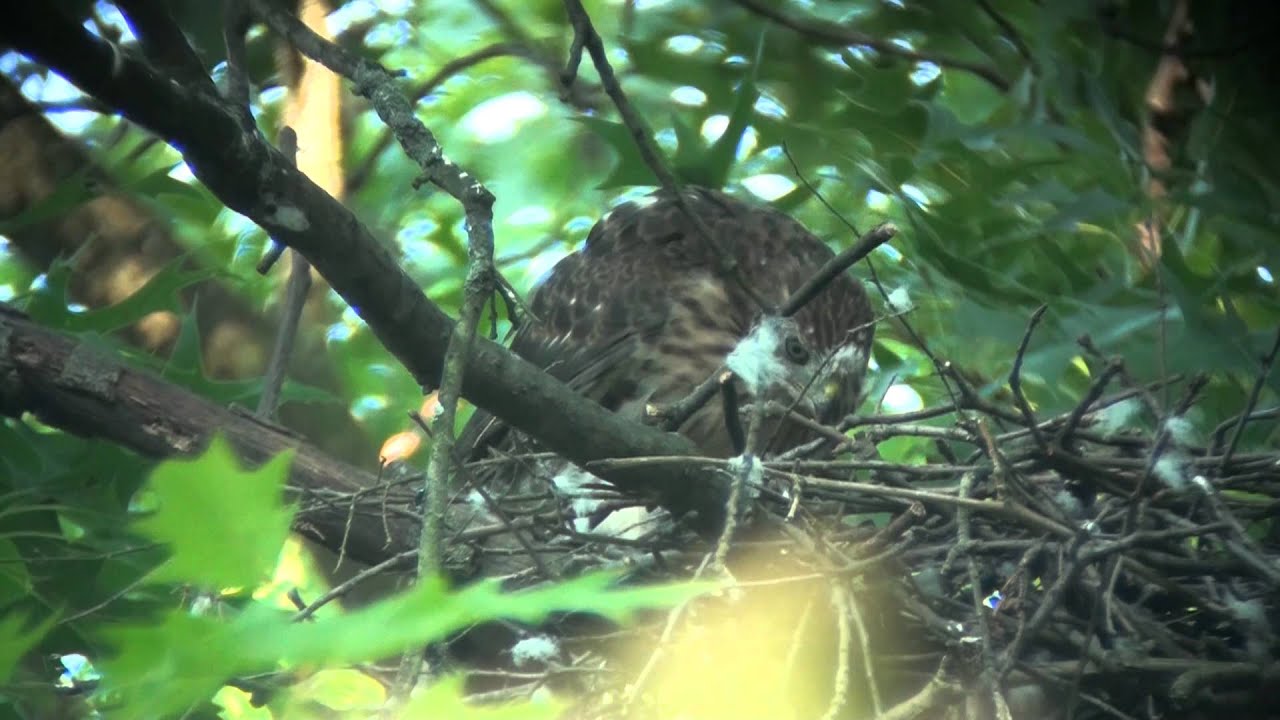 video phone beyonce mp3 Cooper's hawk nest 07. 20120620-22