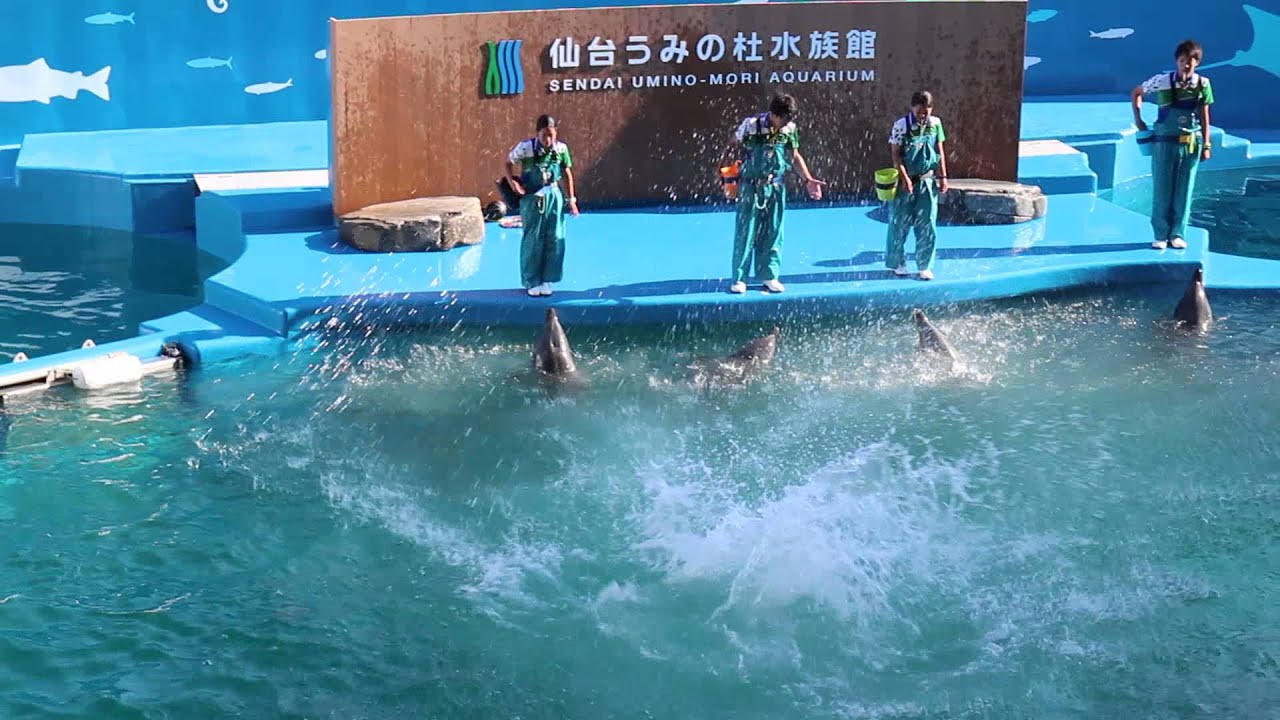 仙台うみの杜水族館イルカショー YouTube 仙台うみの杜水族館イルカショー YouTube