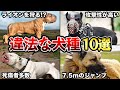 【飼ってはいけない】飼育が禁止されている違法な犬種10選