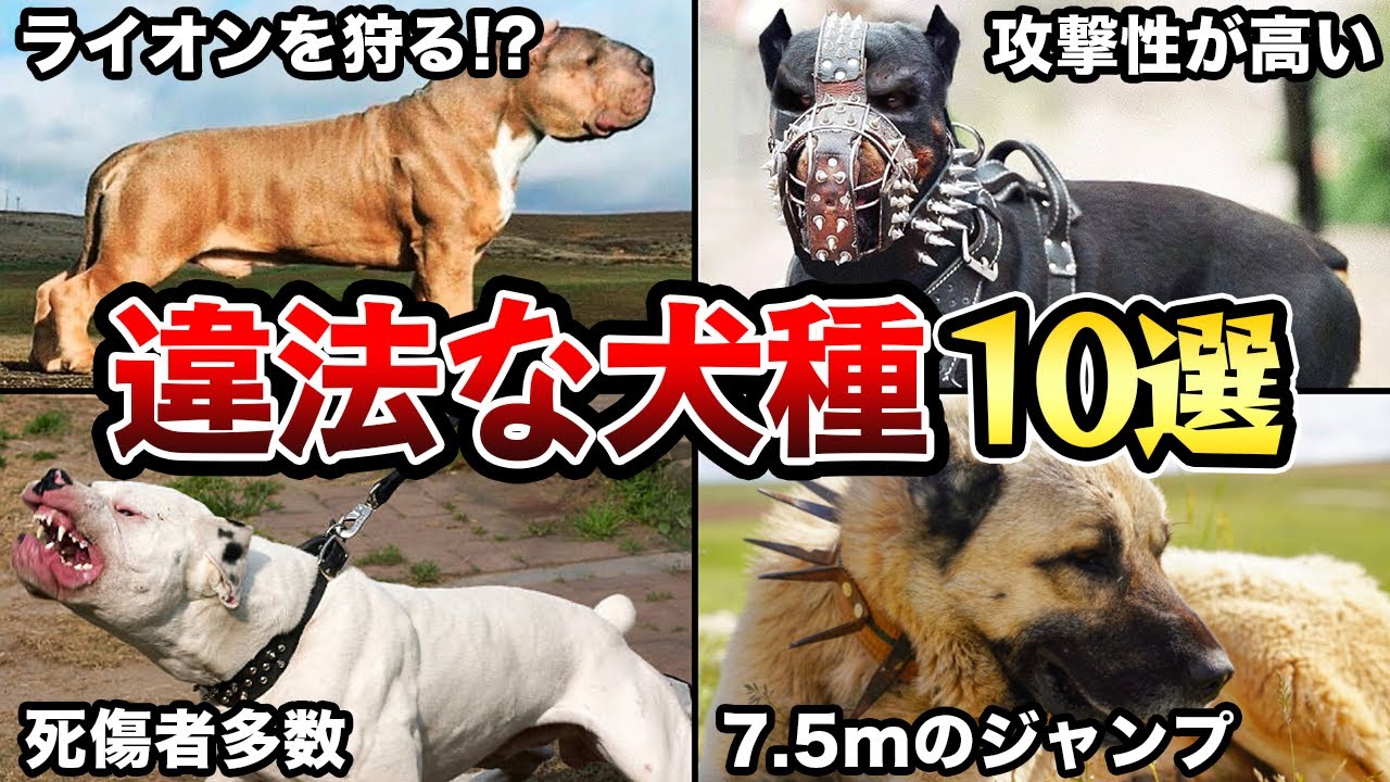 犬 を 飼っ て は いけない 家系