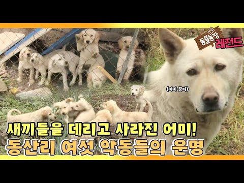 [TV 동물농장 레전드] ‘동산리 여섯 악동 꼬물이’ 풀버전 다시보기 I TV동물농장 (Animal Farm) | SBS Story