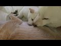 子犬のフリしてミルクを頂く　Pretend to be a puppy and drink mom's milk