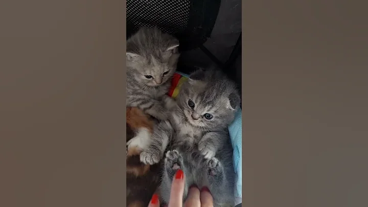 Watch the video about Cute Scottish Fold blue marble kitten named Apollo Grey