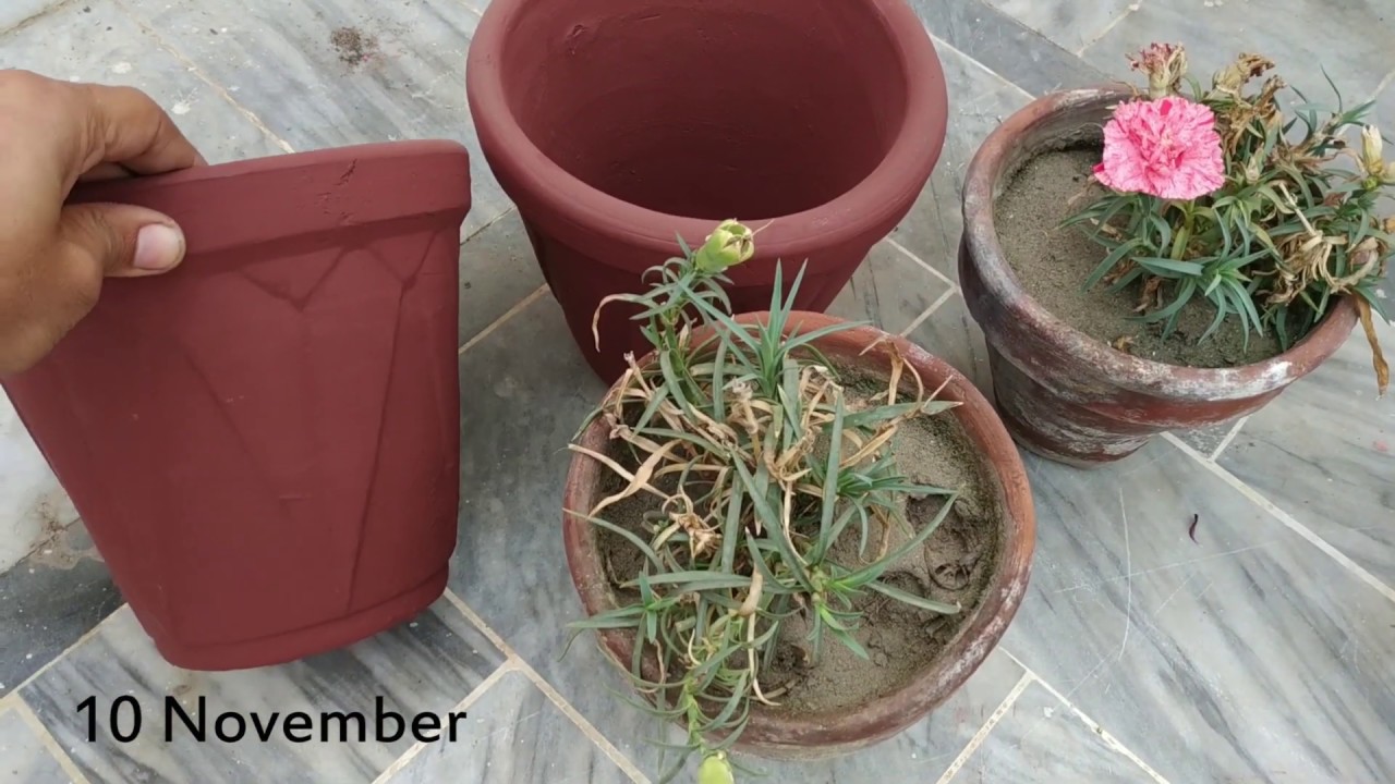 How to Repot Carnations Start to End Winter Flowering Annual Plant