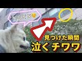 【感動】窓越しのお見舞いに突然泣き出すチワワのくーちゃん…外から大好きなじーちゃんにエールを送ります🐶❤️