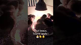 Pioupiou