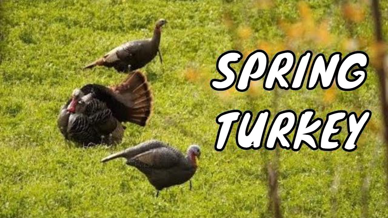 Spring Turkey Hunting in Wisconsin The Ups and Downs YouTube