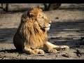 Serengeti Safari Ndutu Series Episode Two Serengeti Safari Ndutu Series Episode Two
