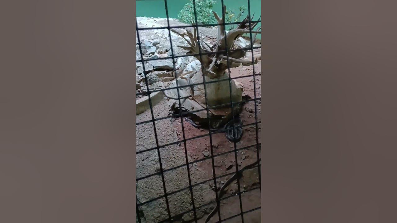 malampuzha-snake-park-palakkad-youtube