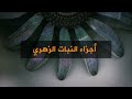 2022 درس6 أجزاء النبات الزهري الصف9 الفصل2 العلوم والحياة