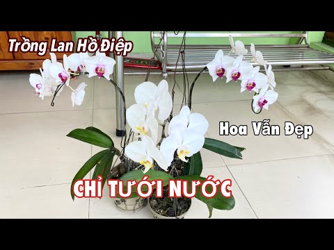 Trồng Lan Hồ Điệp Chỉ Tưới Nước Hoa Vẫn Đẹp | Cách Chăm Sóc Lan Đơn Giản Nhất | Foci