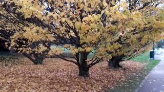 Baden bei Wien-Rosarium
