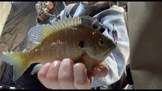 Ice Fishing for SUPER Finicky BlueGills (Stealth Bite)