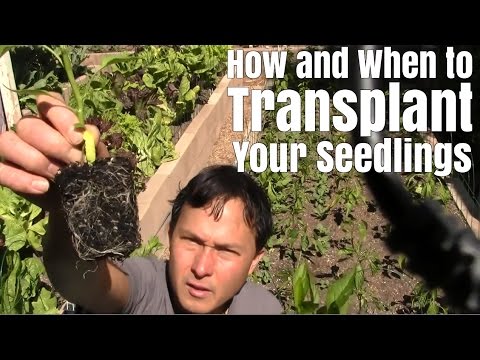 How and When to Transplant Your Seedlings