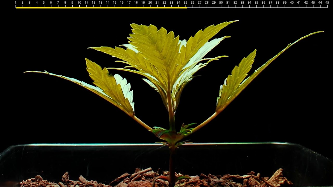 Time-lapse from Seed to Flower (cannabis)