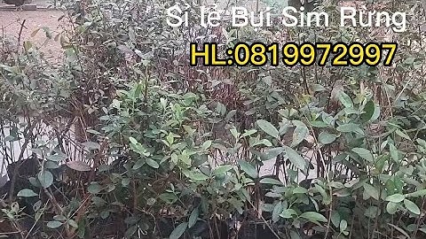 Sỉ lẻ bụi cây sim rừng toàn quốc lh 0819972997