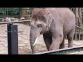 Bannerghatta zoo park part2  banglore tourism vennela pragnya