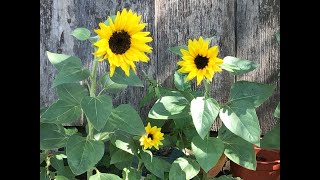 Something is EATING my Sunflowers!!