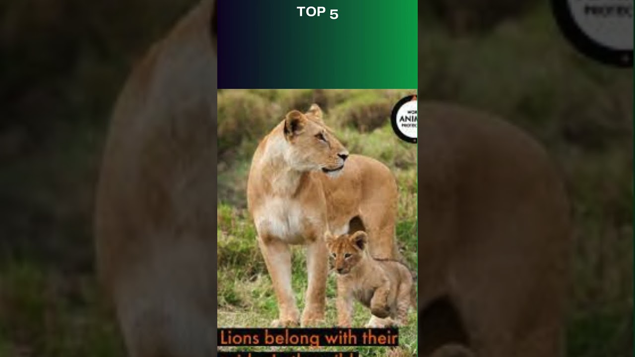 Top 10 Anti Poaching Efforts to Protect African Lions!