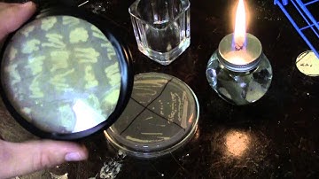 Capturing Wild Yeast Part II - Purifying Wild Yeast