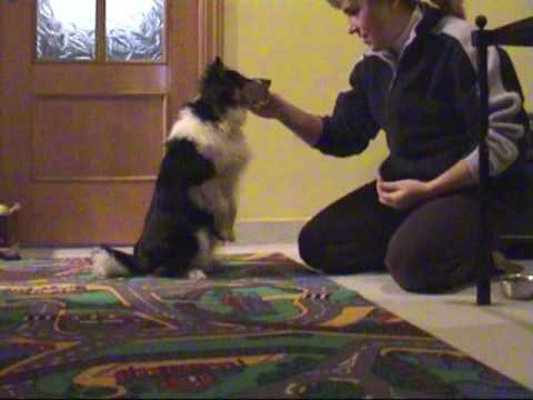 Puppy Training 6 Months