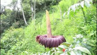 FINALLY....FOUND THE CORPSE FLOWER IN SUMATERA'S FOREST. AFTER 20 YEARS OF HUNTING IT!