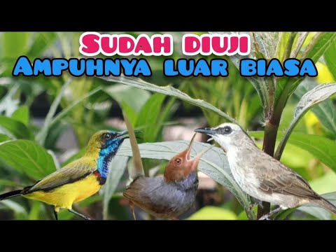 Suara Pikat Burcil Kombinasi Sogon, Prenjak, Trucuk