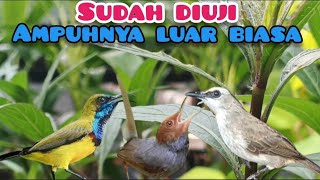 Suara Pikat Burcil Kombinasi Sogon, Prenjak, Trucuk