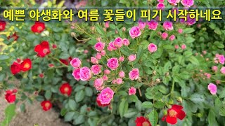 예쁜 야생화와 여름 꽃들이 피기 시작하네요. Pretty wildflowers and summer flowers are starting to bloom.