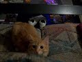 peekaboo cat