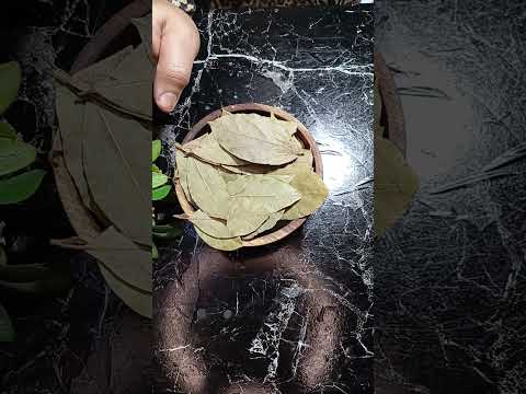 شيخ عجوز قالي حطي ورق الغار على الملح وارتاحي من كبر مشكله بتقابلك في البيت ده طلع كنز