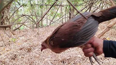 bẫy gà rừng mái dẫn con cuab qiab qus coj me nyuam