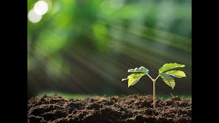 [AI] Photosynthesis Explained in 60 Seconds!